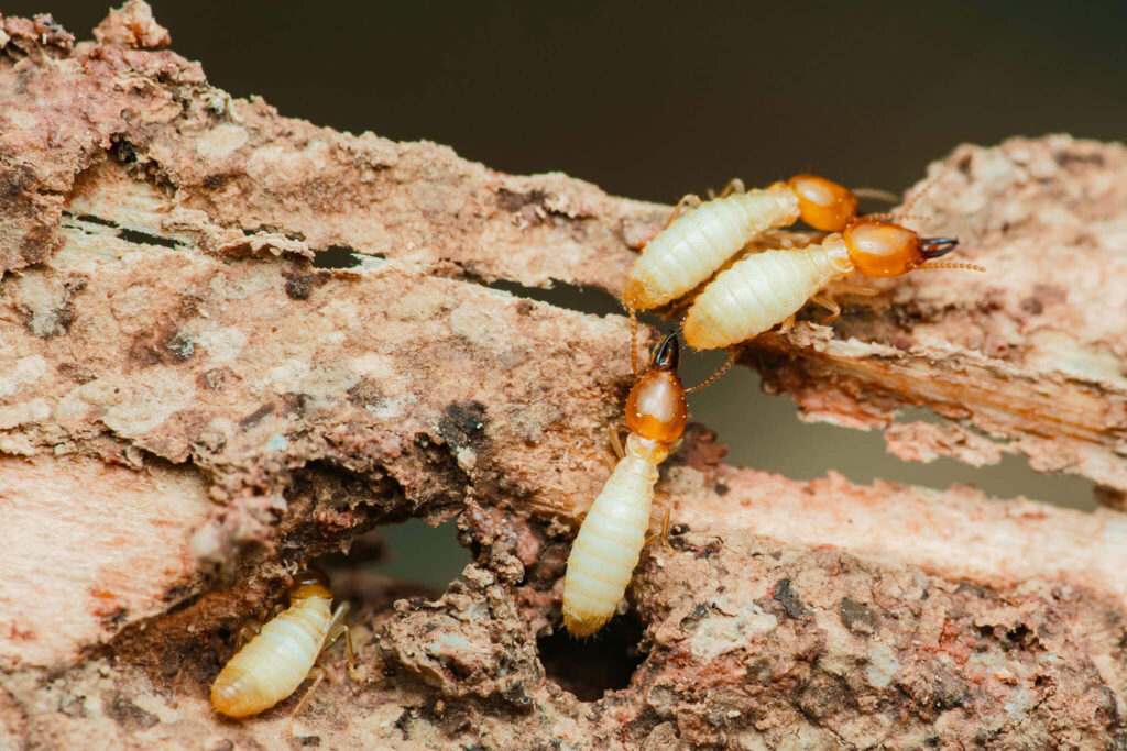 How termites spread