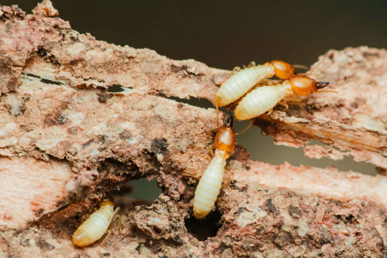 How termites spread