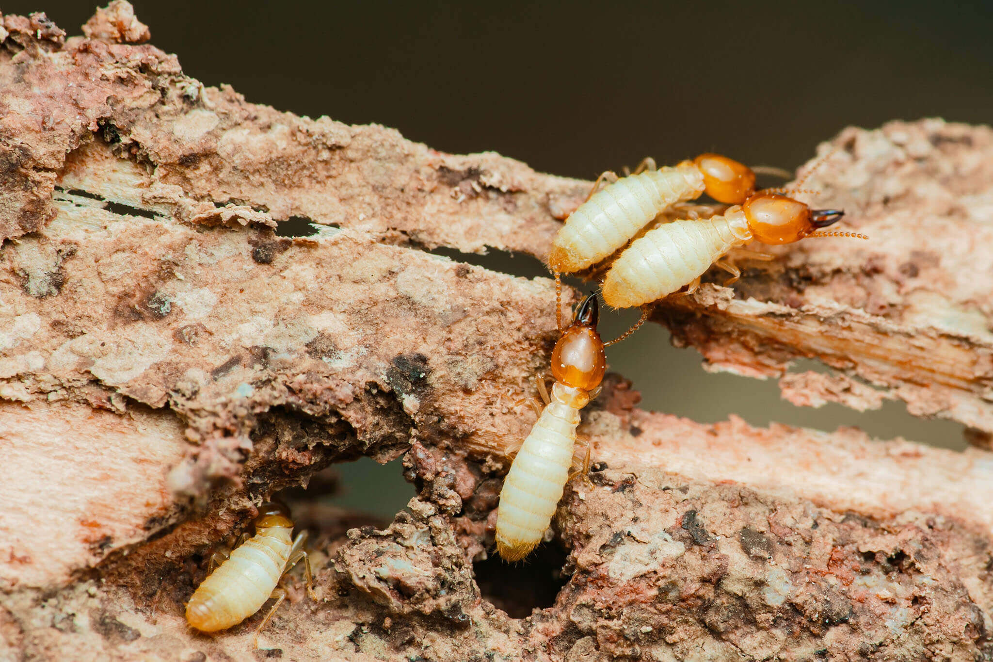 How termites spread